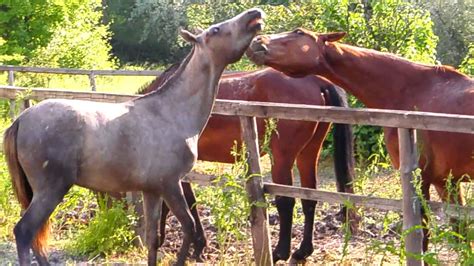 Natural Horse Meeting Process Complete Video